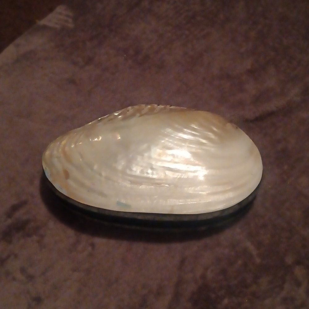 Oyster Stash Box